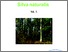 [thumbnail of Silva_Naturalis_VII_2B5_vegleges_2020.pdf]
